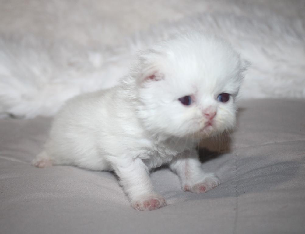 White Female Persian Kitten Cookie photo 2