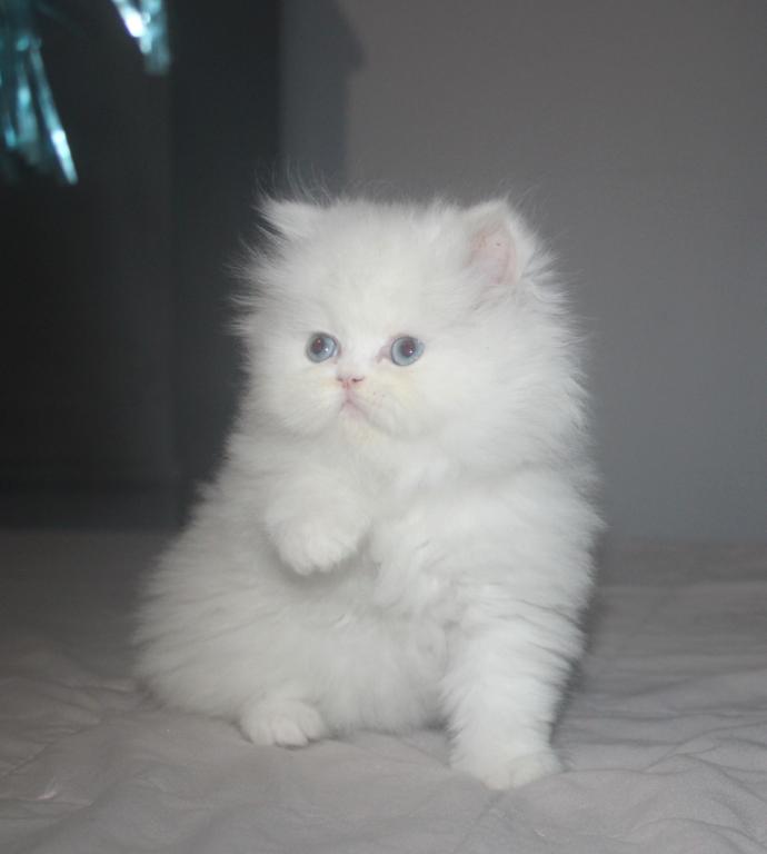 White Female Persian Kitten Cookie photo 9