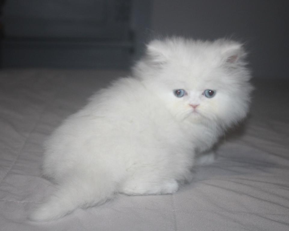 White Female Persian Kitten Cookie photo 3