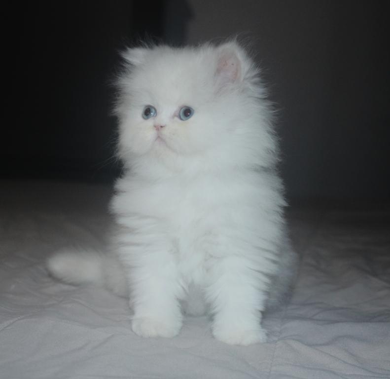 White Female Persian Kitten Cookie photo 6