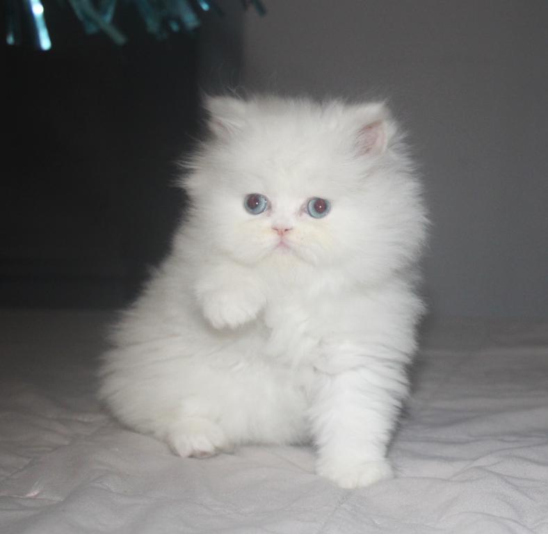 White Female Persian Kitten Cookie photo 10