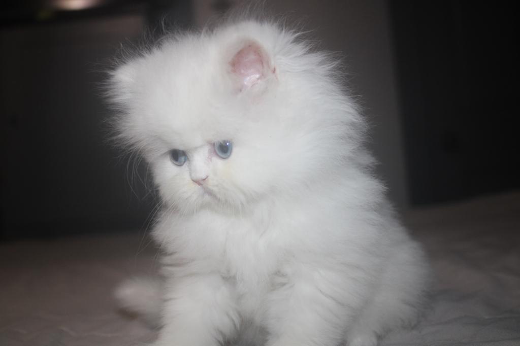 White Female Persian Kitten Cookie photo 7