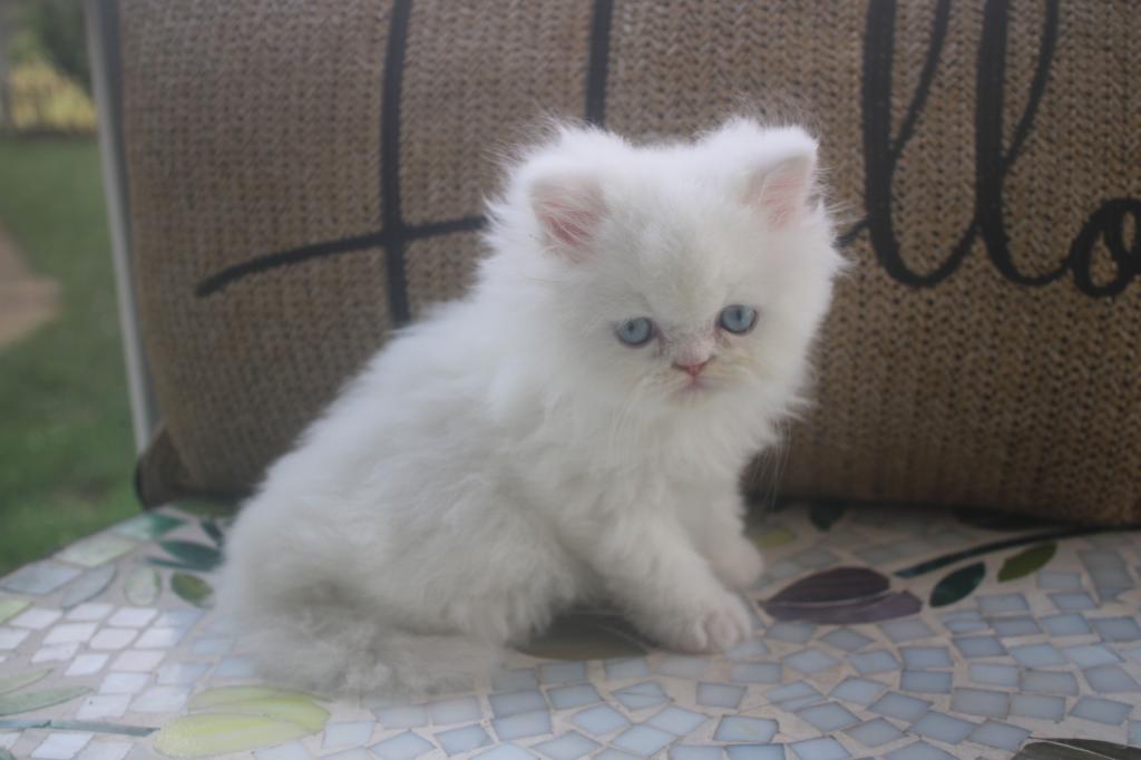 CFA White Male Persian Kitten Creampuff photo 4