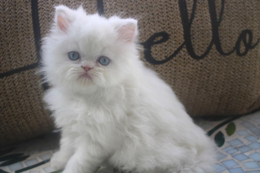 CFA White Male Persian Kitten Creampuff photo 6