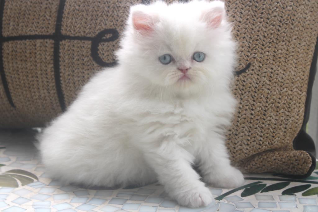 CFA White Male Persian Kitten Creampuff photo 3