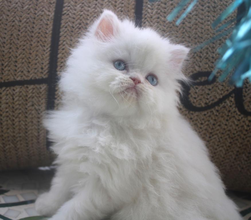 CFA White Male Persian Kitten Creampuff photo 8