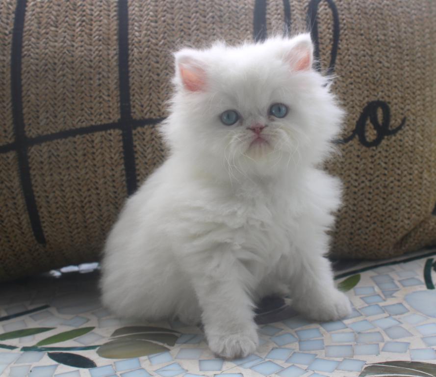 CFA White Male Persian Kitten Creampuff photo 12
