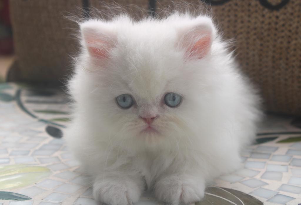 CFA White Male Persian Kitten Creampuff photo 1