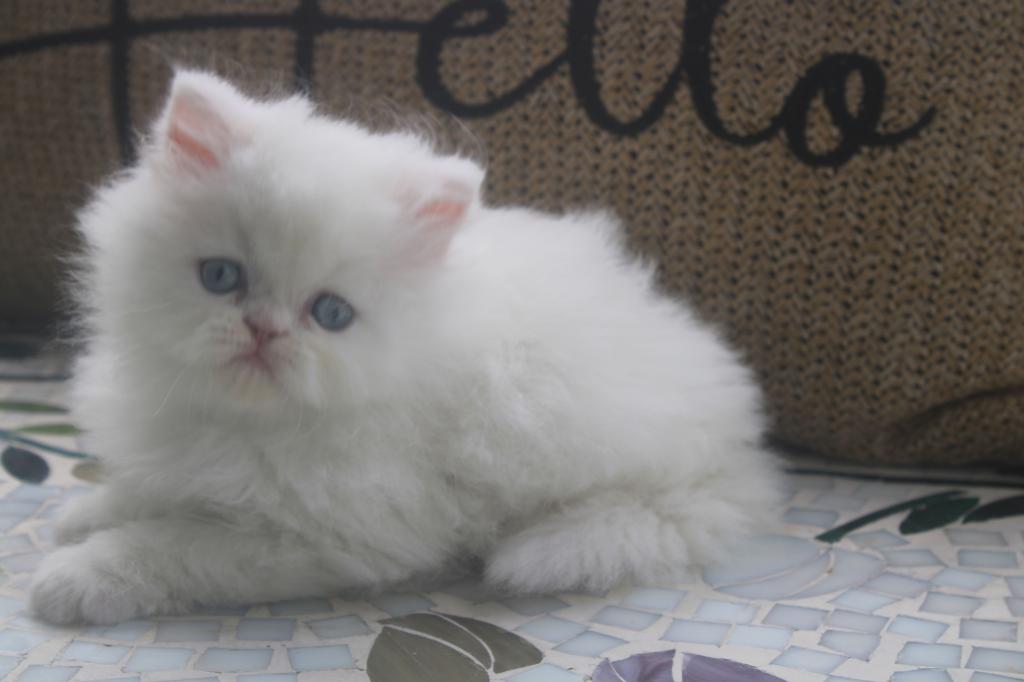 CFA White Male Persian Kitten Creampuff photo 14