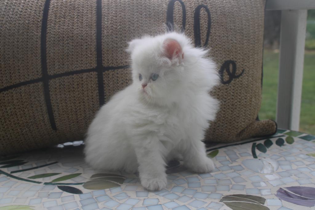 CFA White Male Persian Kitten Creampuff photo 11