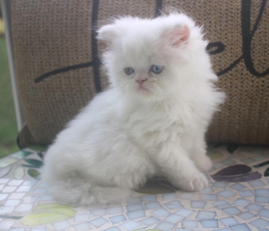CFA White Male Persian Kitten Creampuff photo 5