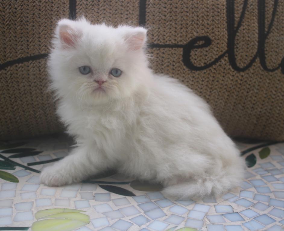 CFA White Male Persian Kitten Creampuff photo 7