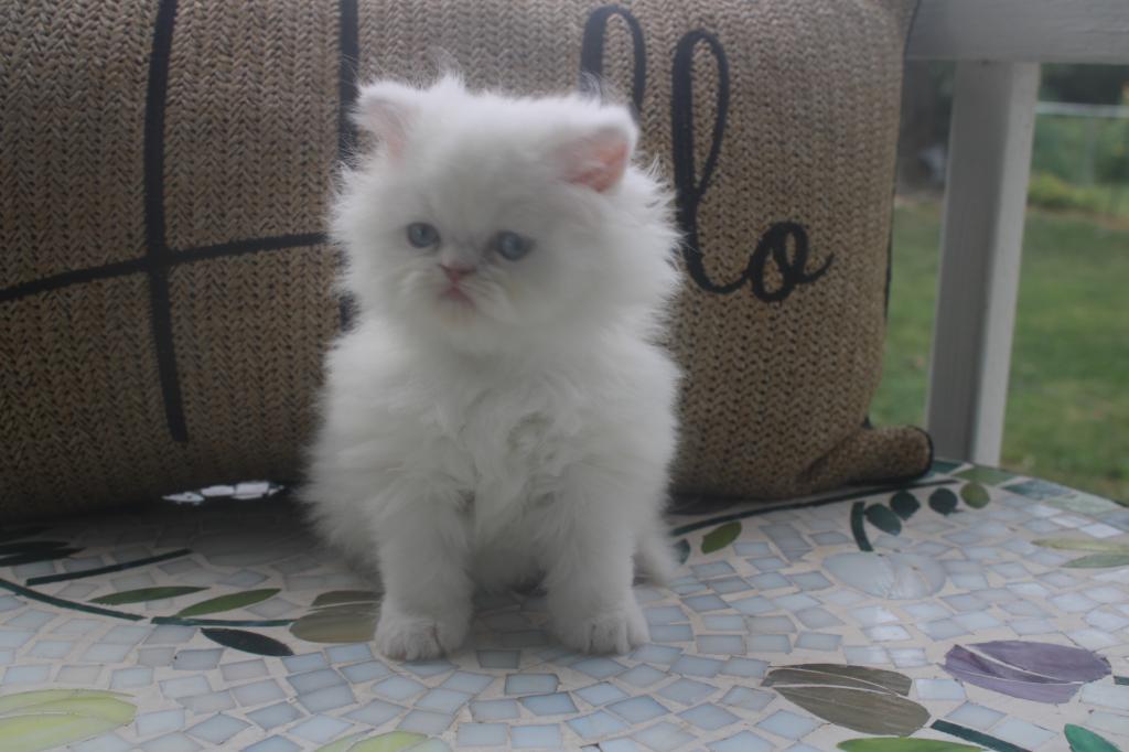CFA White Male Persian Kitten Creampuff photo 10
