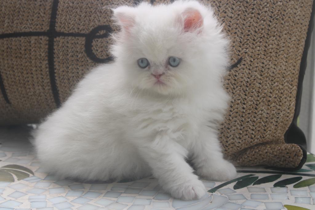 CFA White Male Persian Kitten Creampuff photo 2