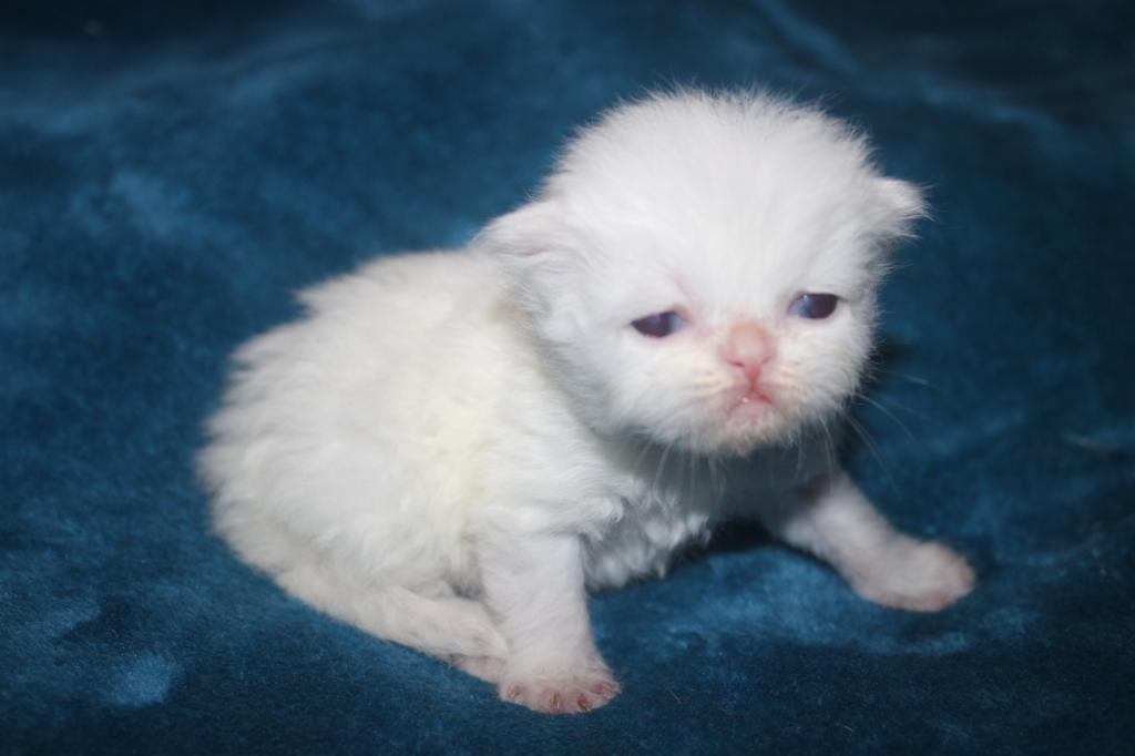 CFA White Male Persian Kitten Grey Collar photo 2