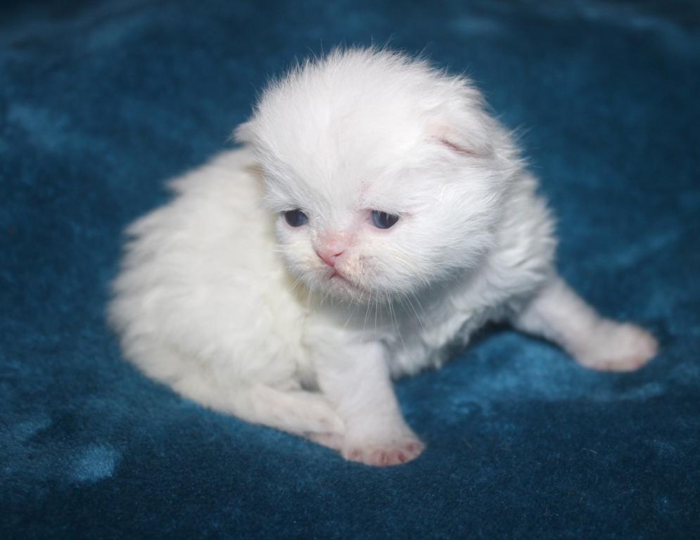 CFA White Male Persian Kitten Grey Collar photo 4