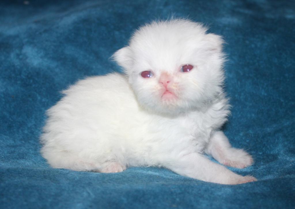 CFA White Male Persian Kitten Grey Collar photo 5