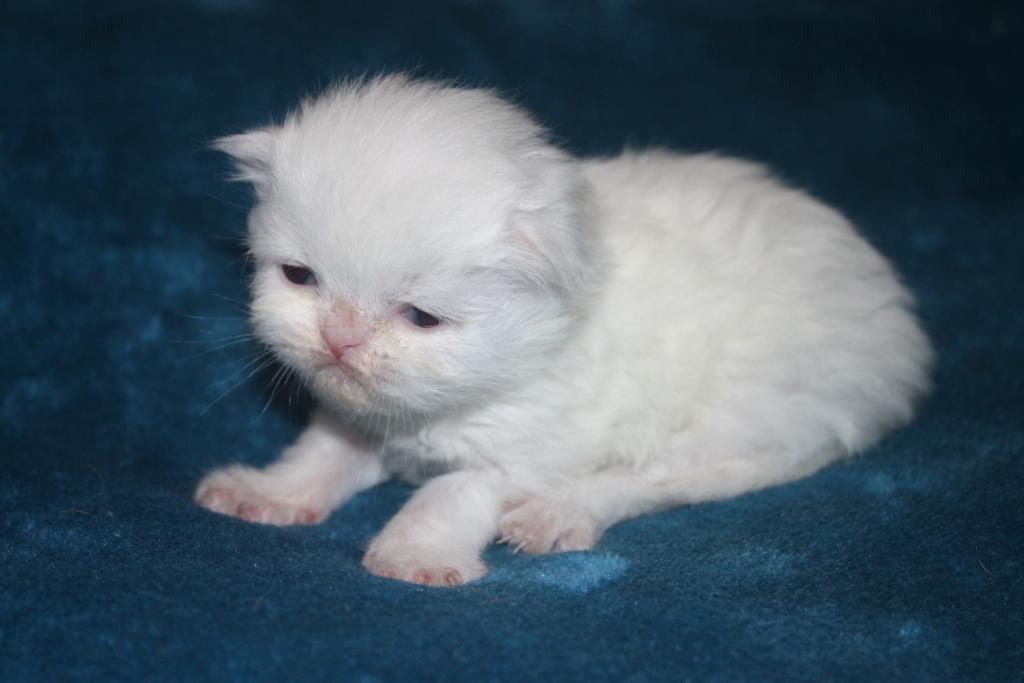 CFA White Male Persian Kitten Grey Collar photo 3