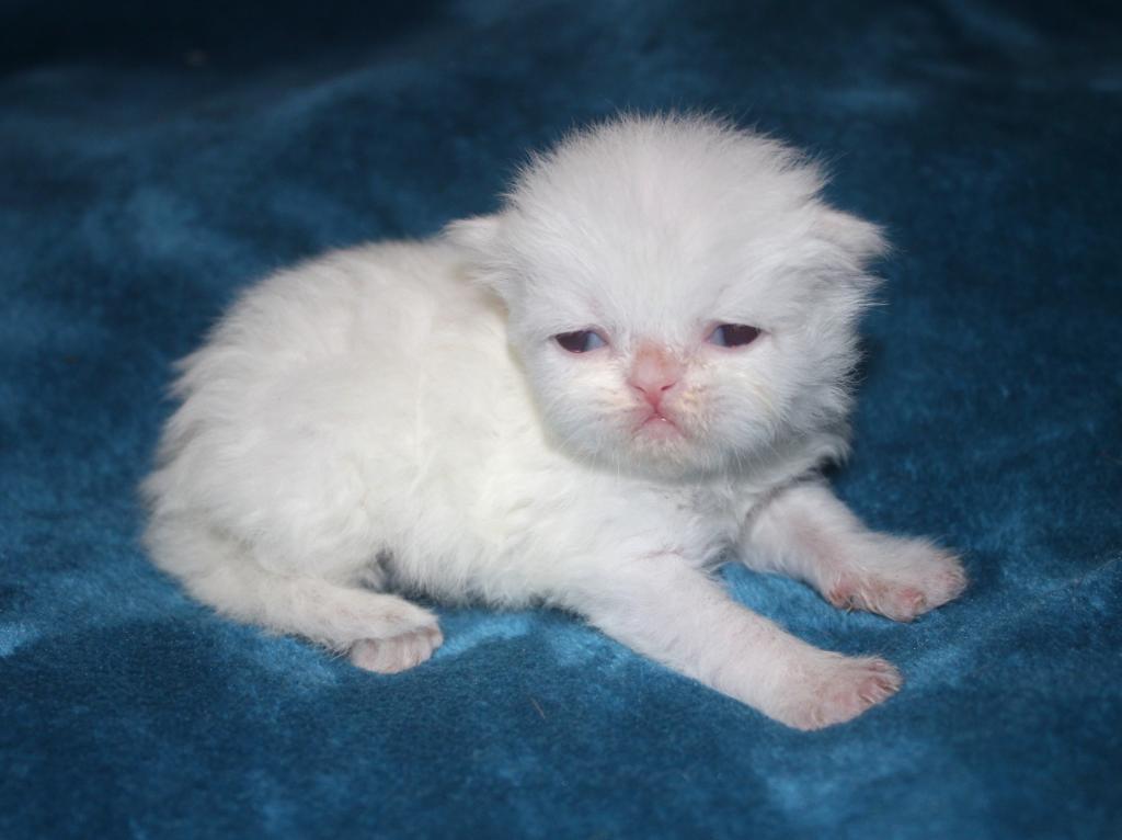 CFA White Male Persian Kitten Grey Collar photo 1