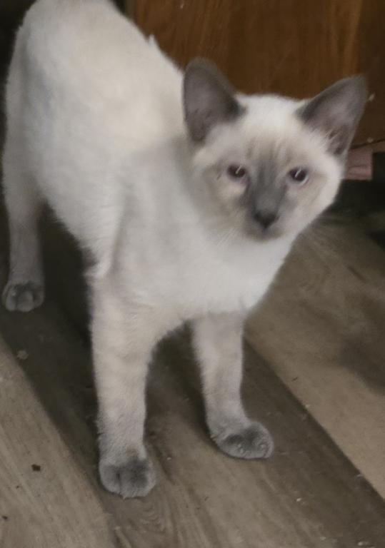 Blue Point Male photo 2