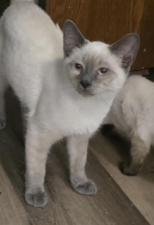 Blue Point Male photo 3