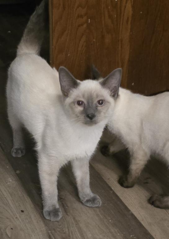 Blue Point Male