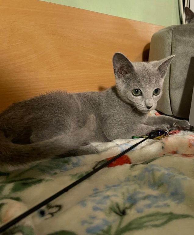 Russian Blue 1 20a photo 2