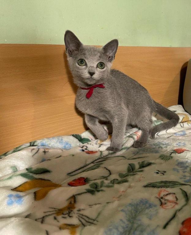 Russian Blue 1 20a photo 3