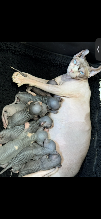 Not Available Elf Sphynx photo 1