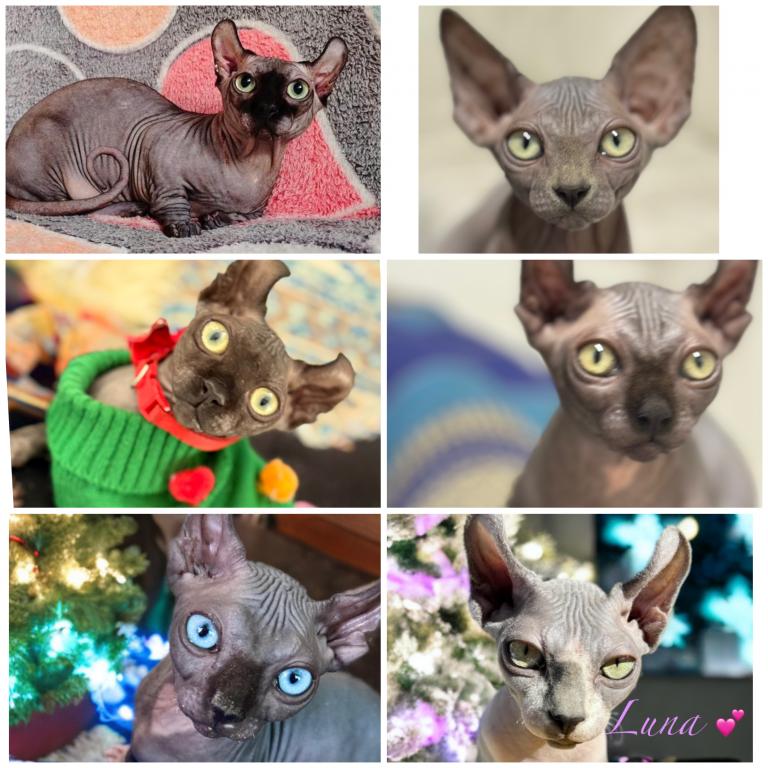 Pregnant Eld Sphynx photo 2