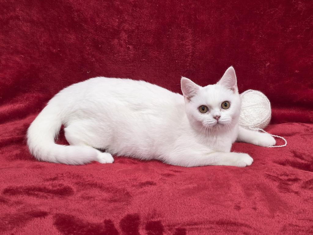 White photo 3