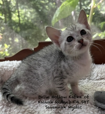 F4 SBT Savannah Mystic photo 2