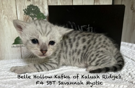 F4 SBT Savannah Mystic photo 4