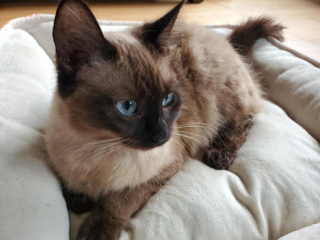 Lily photo 1