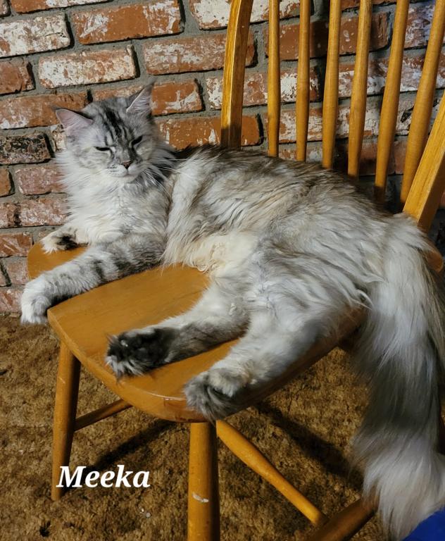 Meeka photo 1