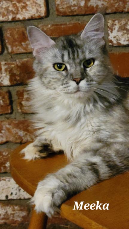 Meeka photo 2