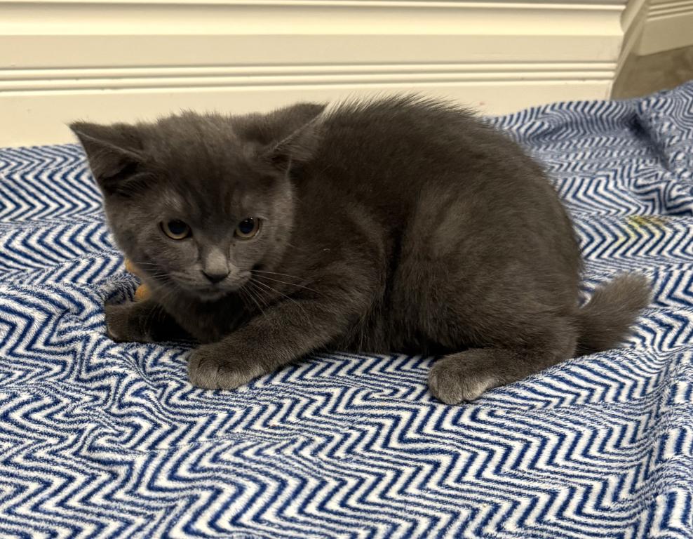 Mila photo 4