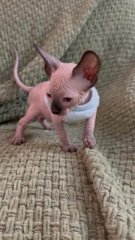 Sphynx Kittens photo 5