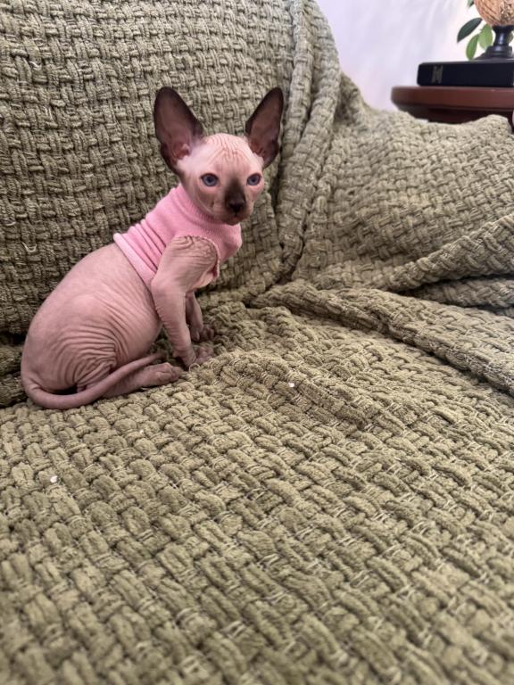 Sphynx Kittens photo 2