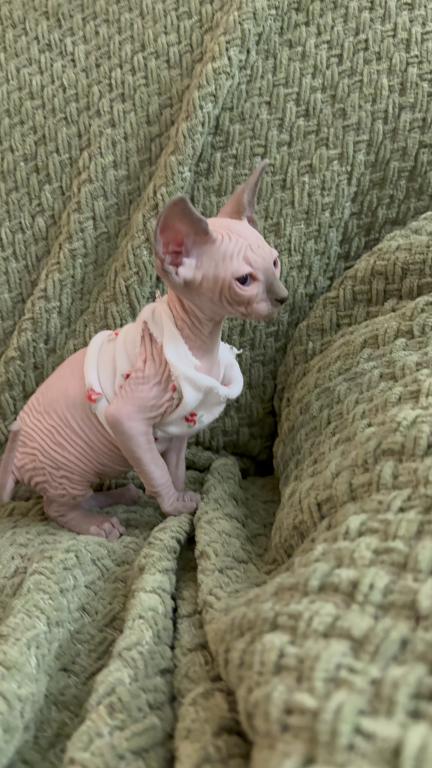 Sphynx Kittens photo 9