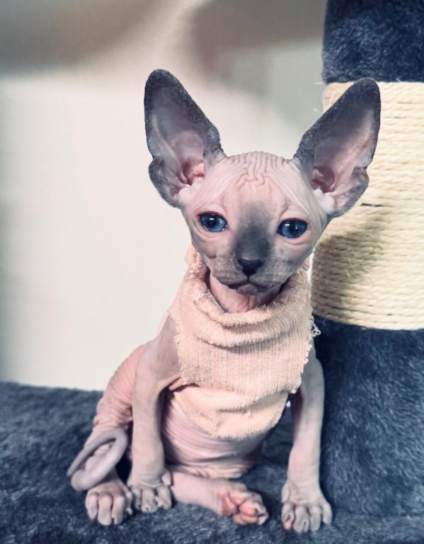 Sphynx Kittens photo 4
