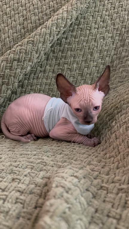 Sphynx Kittens photo 12