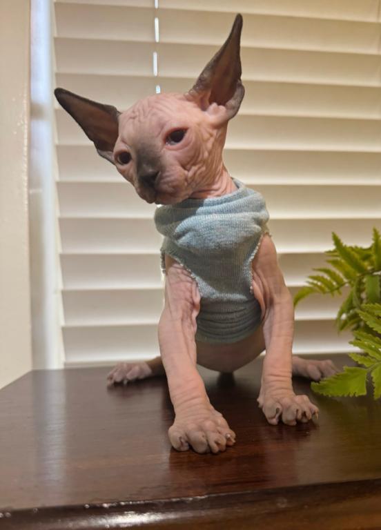 Sphynx Kittens photo 10