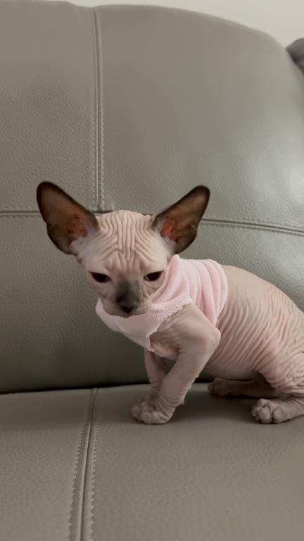 Sphynx Kittens photo 7