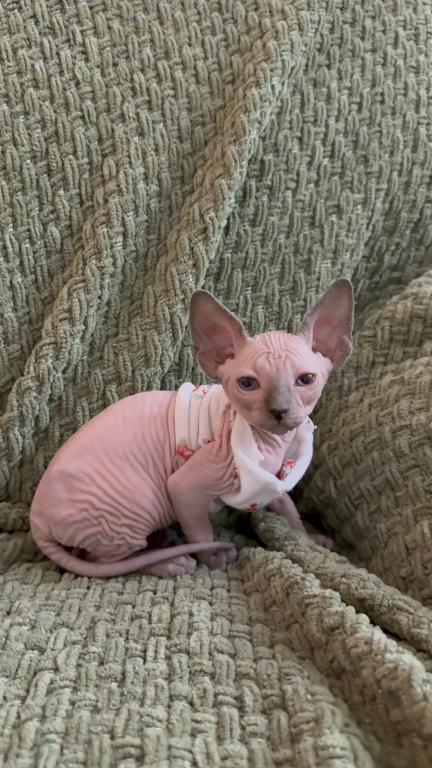 Sphynx Kittens photo 8