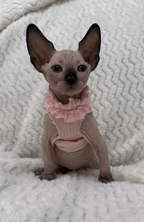 Sphynx Kittens photo 11