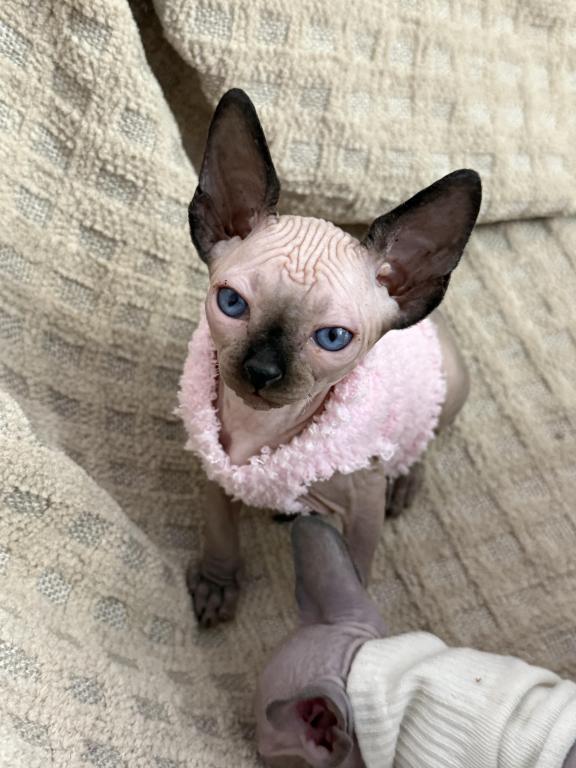 Sphynx Kittens photo 3