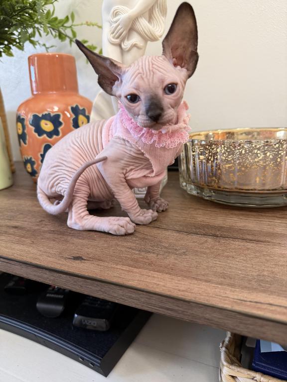 Sphynx Kittens