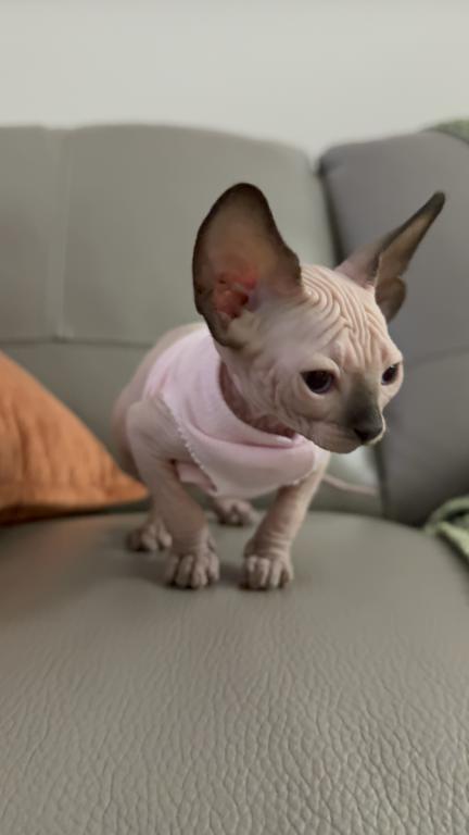 Sphynx Kittens photo 6