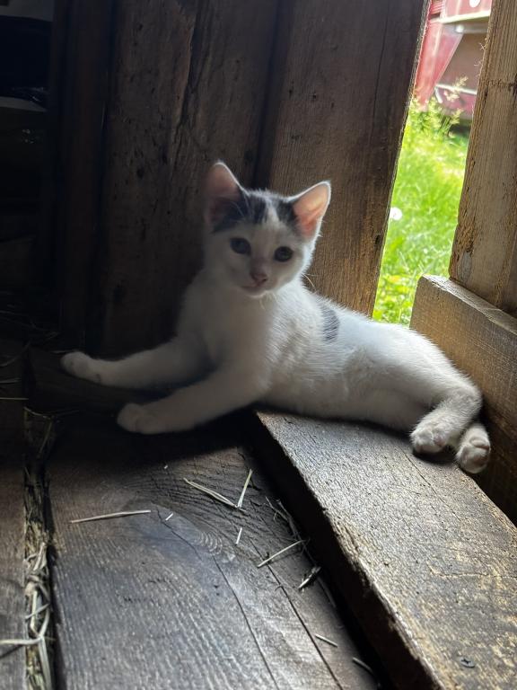 Kitty photo 6